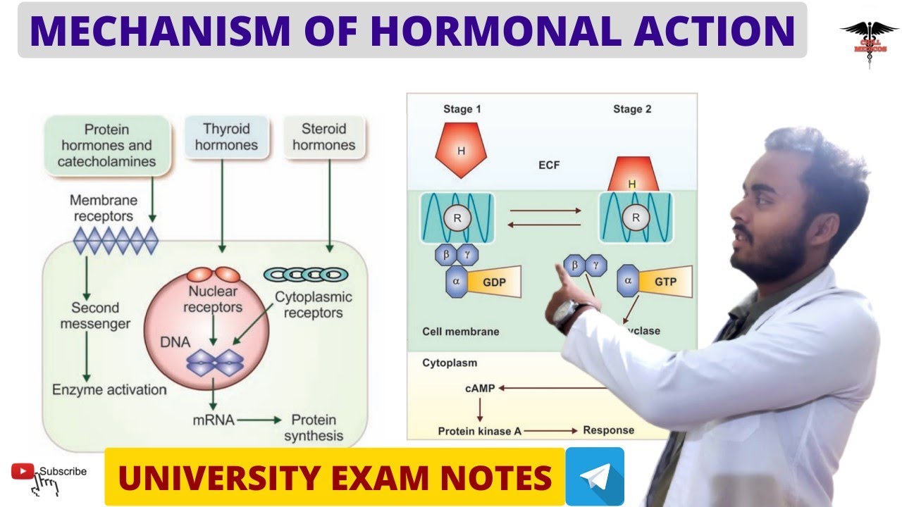 Mechanism of Hormonal Action || Hormone | Endocrine Physiology