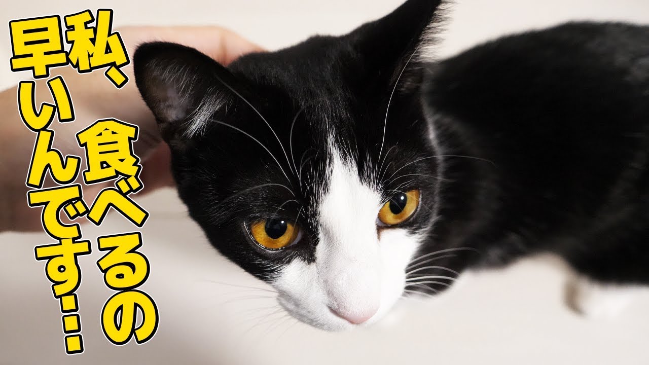 猫が早食いなのでゆっくり食べられるお皿を使ってみました