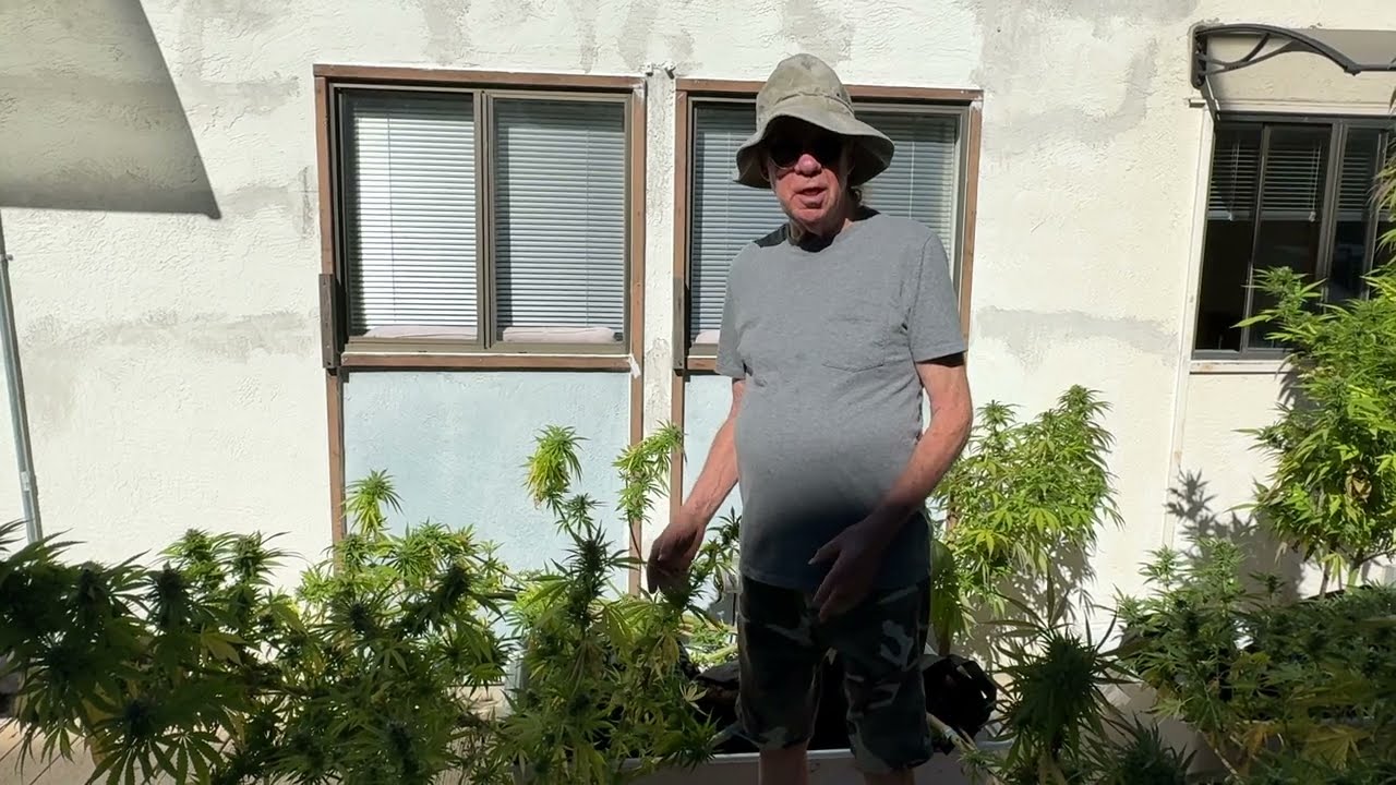 Why Growing Your Cannabis Plants at a 45-Degree Angle Can Make Sense - Ed Rosenthal