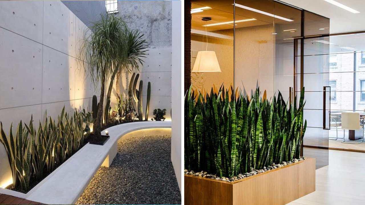+100 Diseños de la planta lengua de suegra o espada de san Jorge para decorar tu hogar