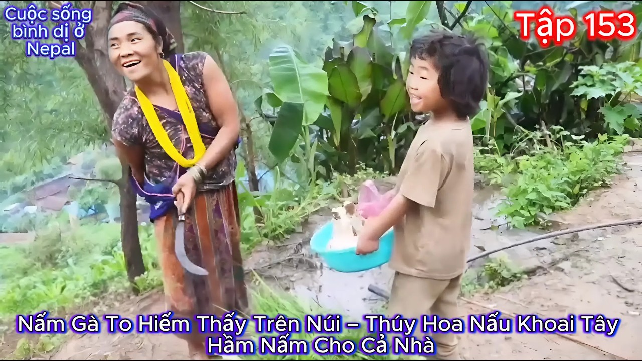 Thúy Hoa Tập 153  - Nấm Gà To Hiếm Thấy Trên Núi – Thúy Hoa Nấu Khoai Tây Hầm Nấm Cho Cả Nhà