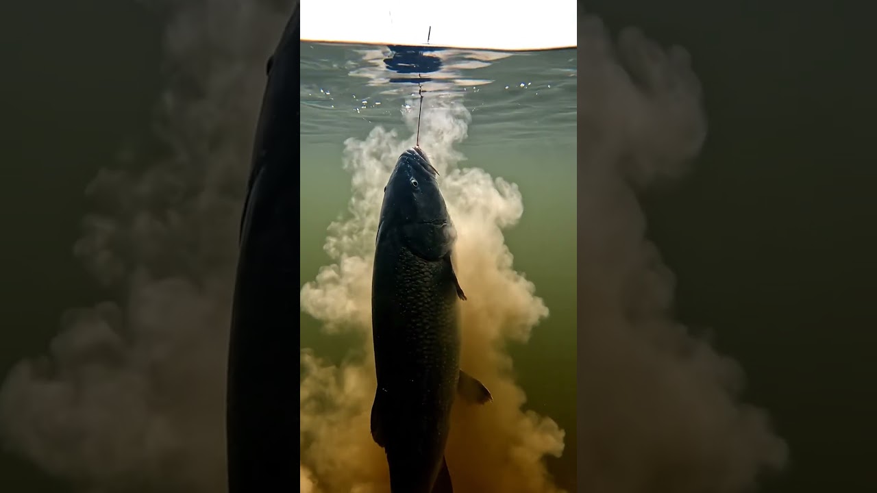 🎣 CRAZY Fish BITE Compilation! 🤯 You WON'T Believe What Happened! #fishing #bait