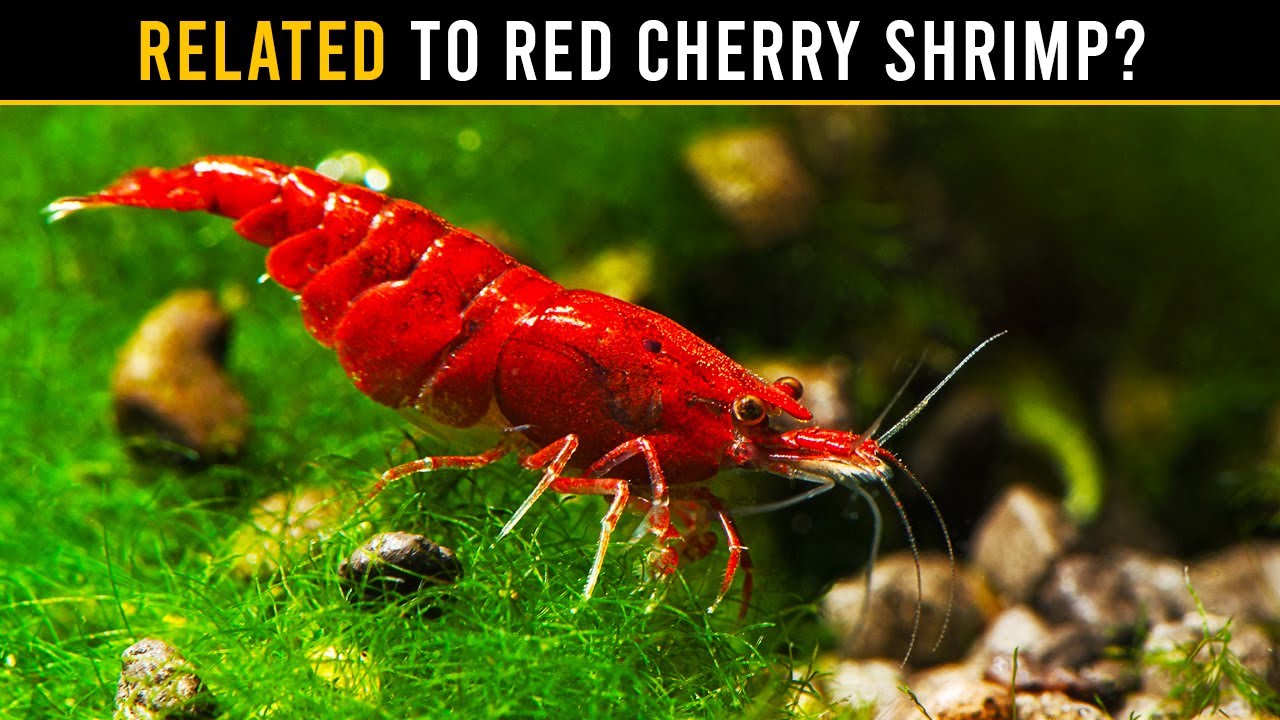 Why Mixing Bloody Mary & Red Cherry Shrimp Is A BIG Mistake!