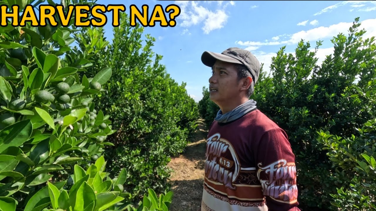 Preparasyon sa Paparating na Calamansi Harvest