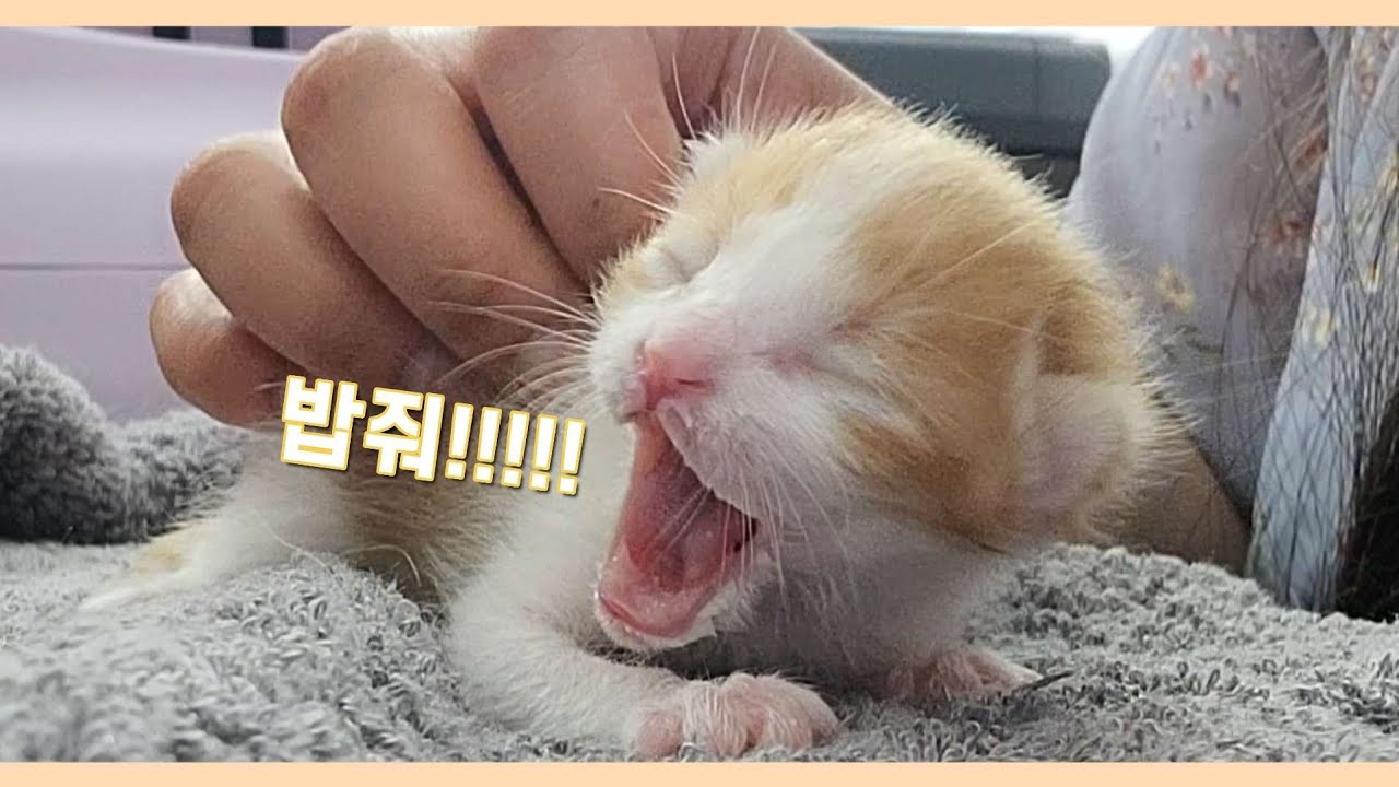 생후 2일차 탯줄 달린 아기 고양이 돌보기 feat 죽을맛인 새벽수유/A puppy who takes care of a baby cat who drinks powdered milk