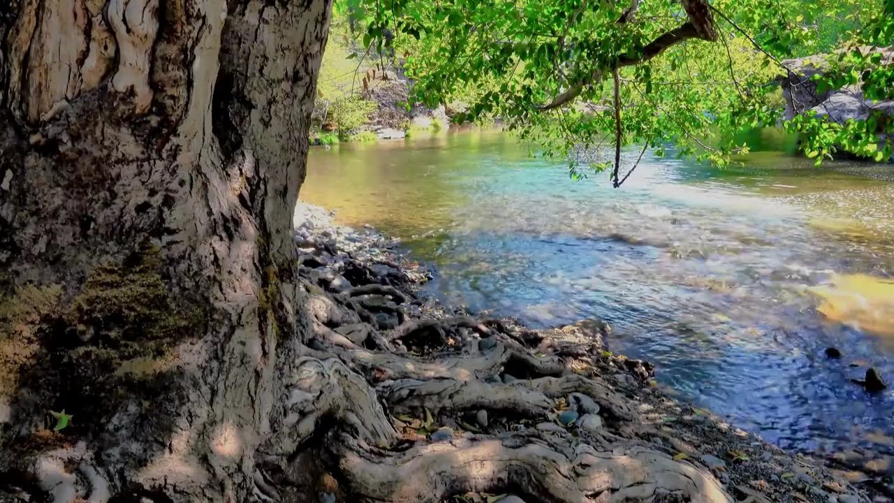 Nature Walk Home | 30 Minutes of Peaceful Journaling Music & Relaxing Nature Scenes
