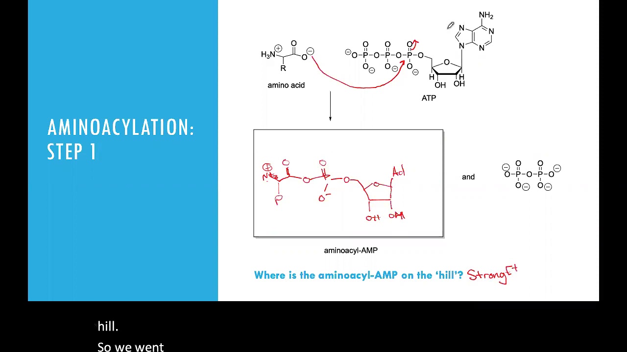 Chemistry of Peptide Bond Formation on Ribosome