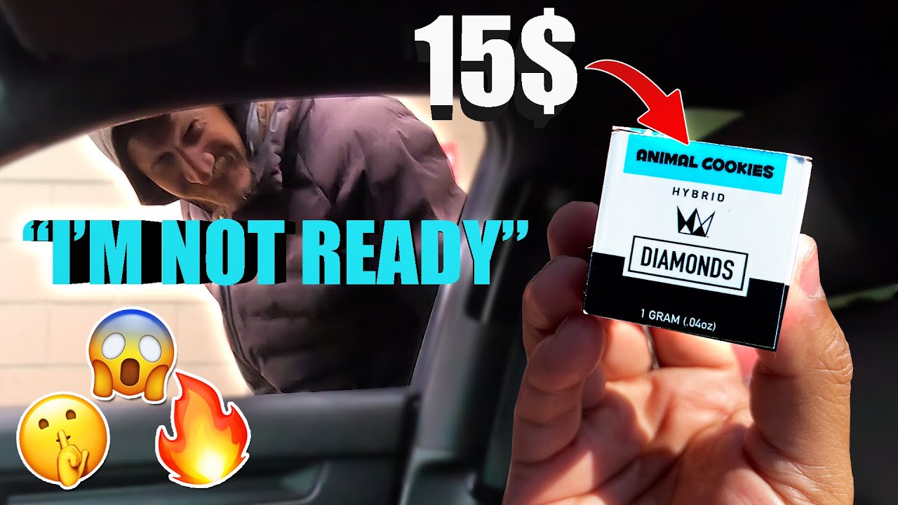 Shanon was not ready for the ANIMAL COOKIES.... | WEST COAST CURE | CHEAP DABS #27