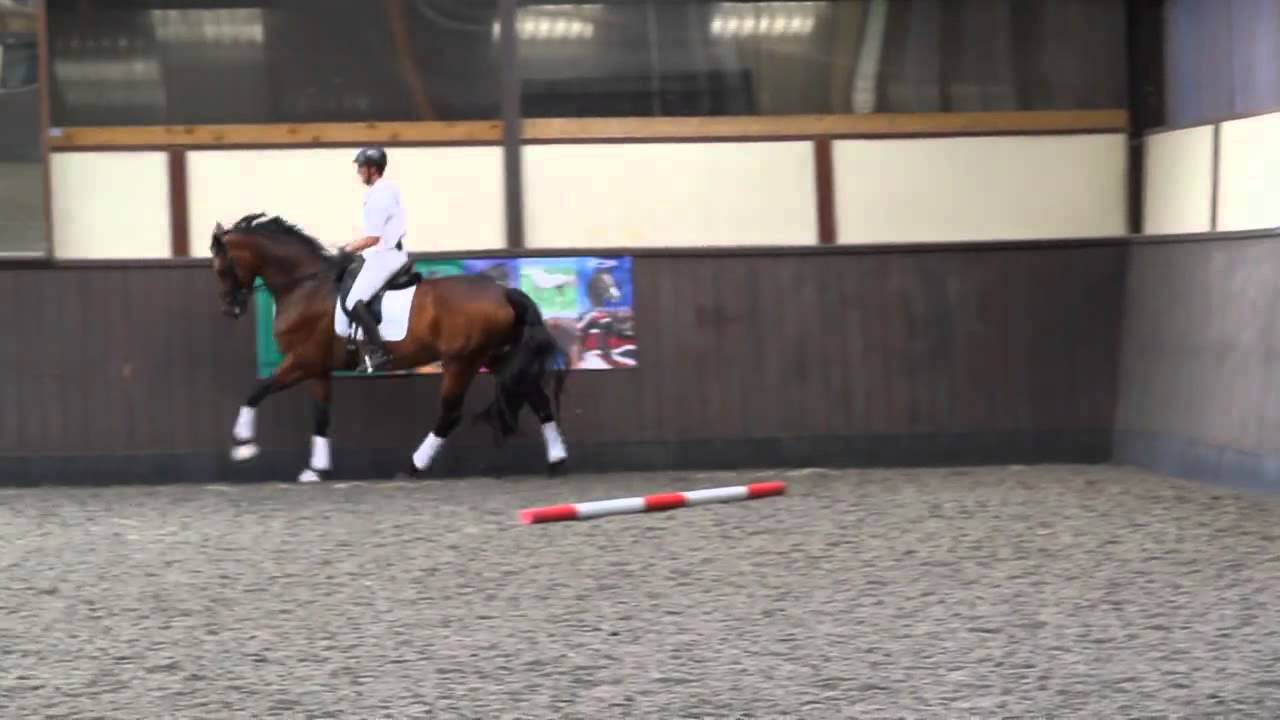 Canter - working towards collection