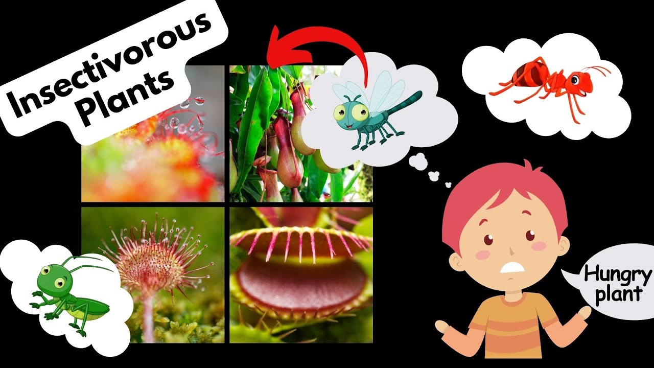 Insectivorous Plants | Carnivorous Plants | Science Lesson