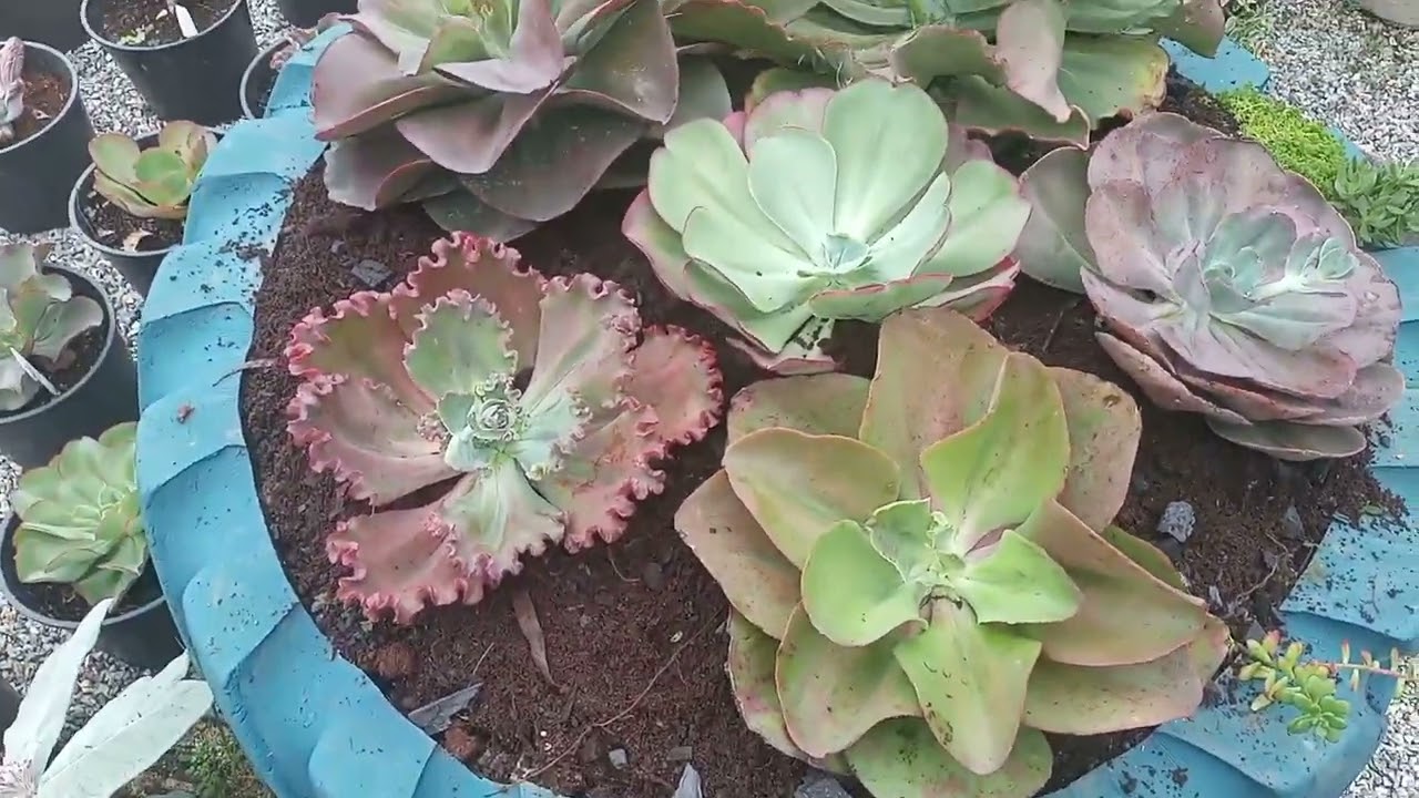 plantando as astes florais
