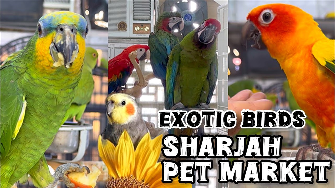 Birds & animal market Sharjah || Sharjah pet market #birds #sharjah #petmarket #exotic #petbirds