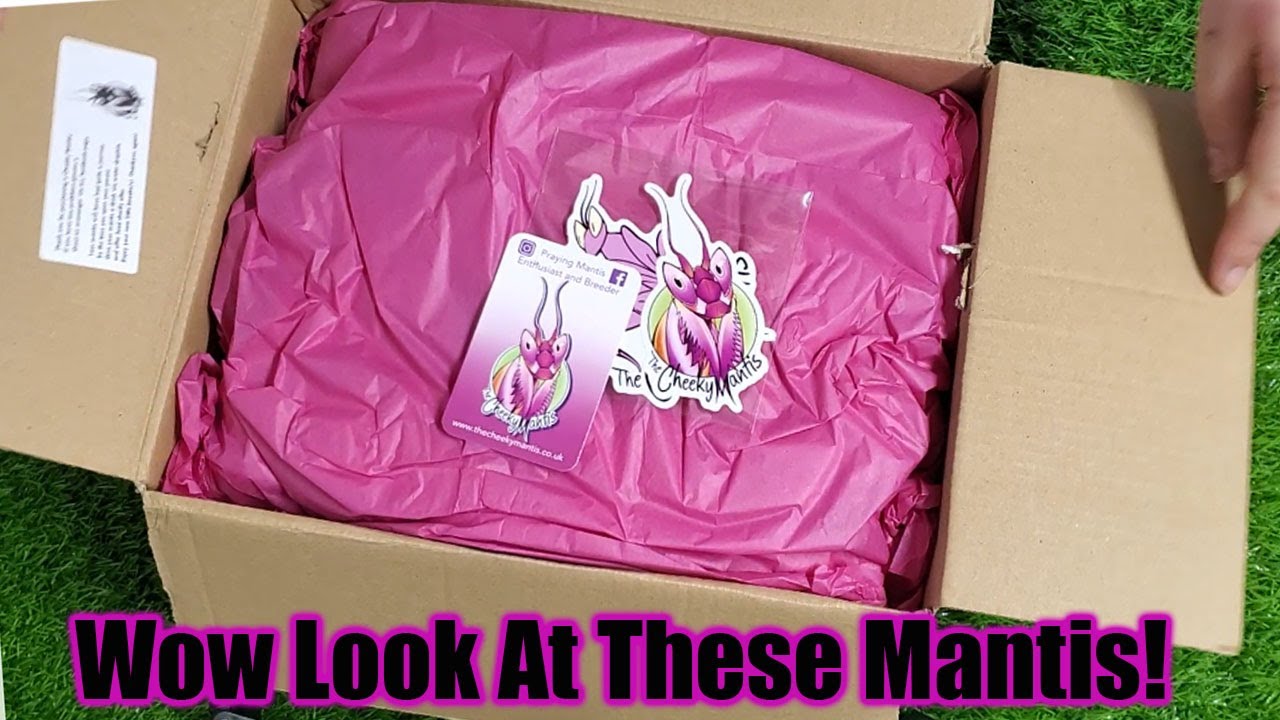 Unboxing My Order From The Cheeky Mantis