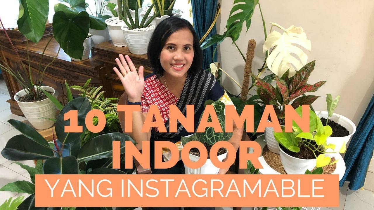 10 Tanaman indoor yang instagramable, tahan dalam ruangan minim cahaya dan cocok bagi pemula