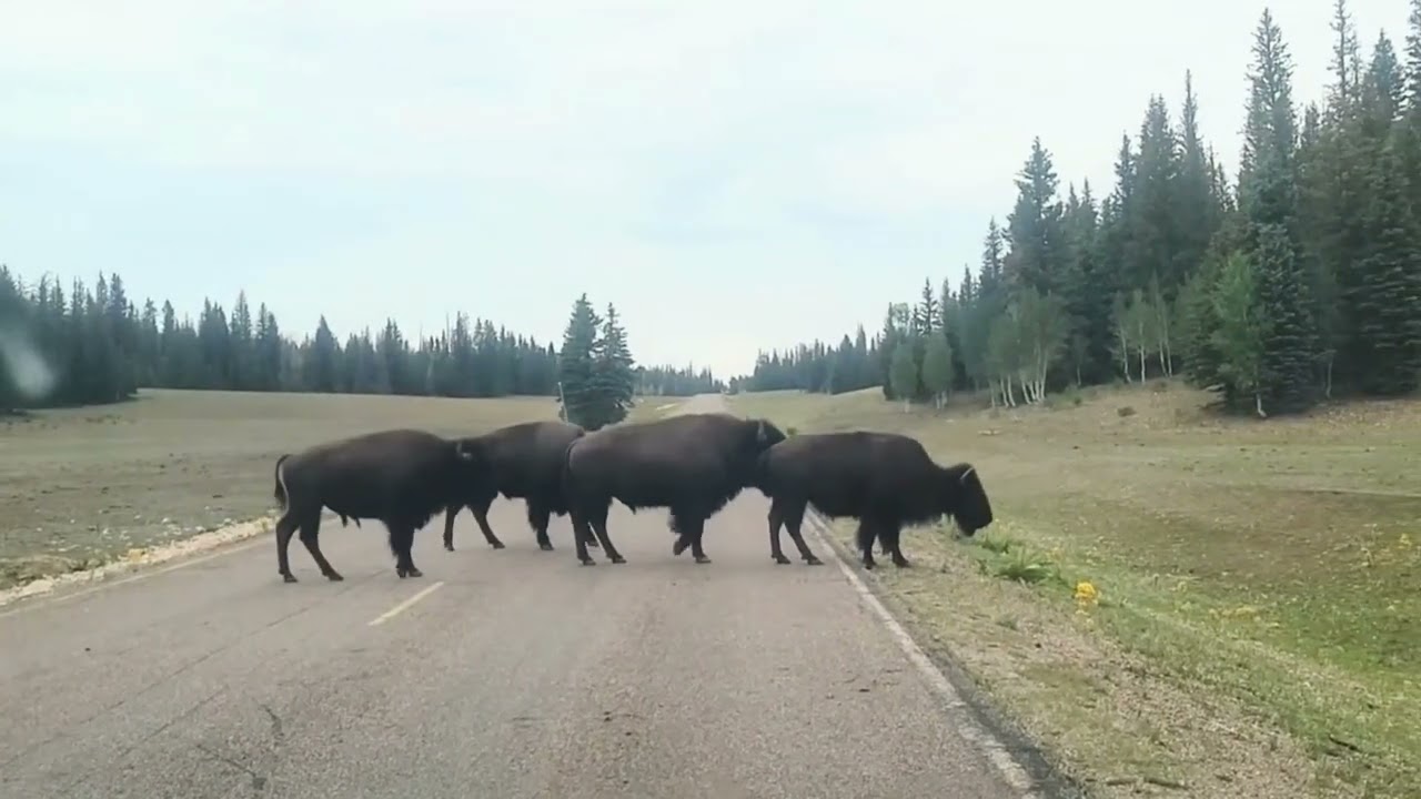 American Bison - Mammals - Animals for Kids
