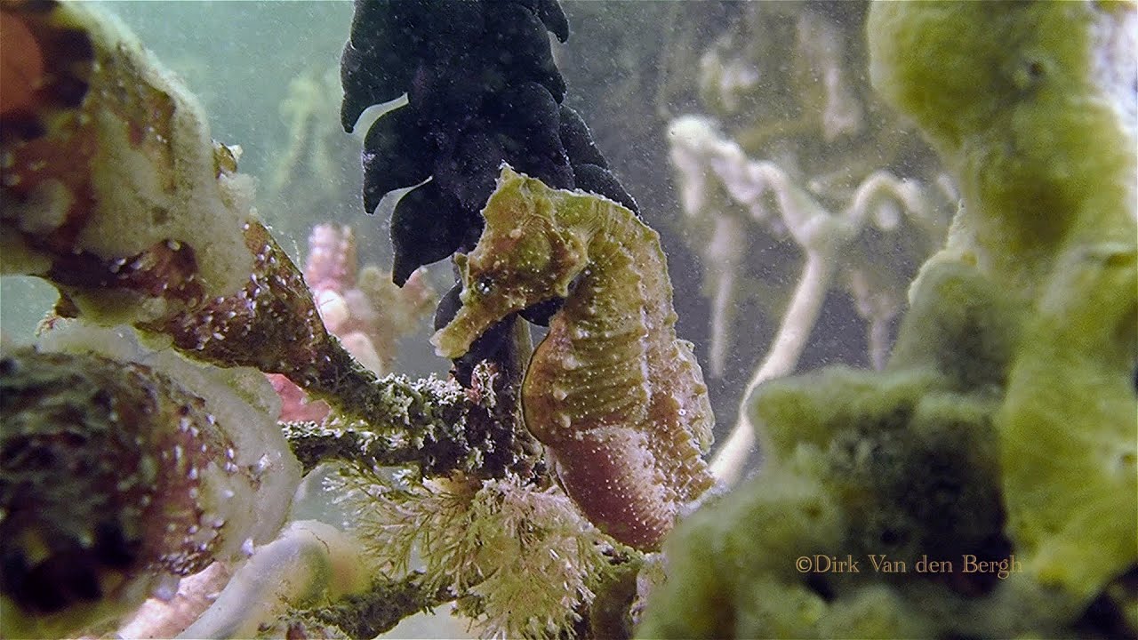 The Fascinating Underwater World from the Eastern Scheldt in Zealand, Duiken, Zeeland, Oosterschelde