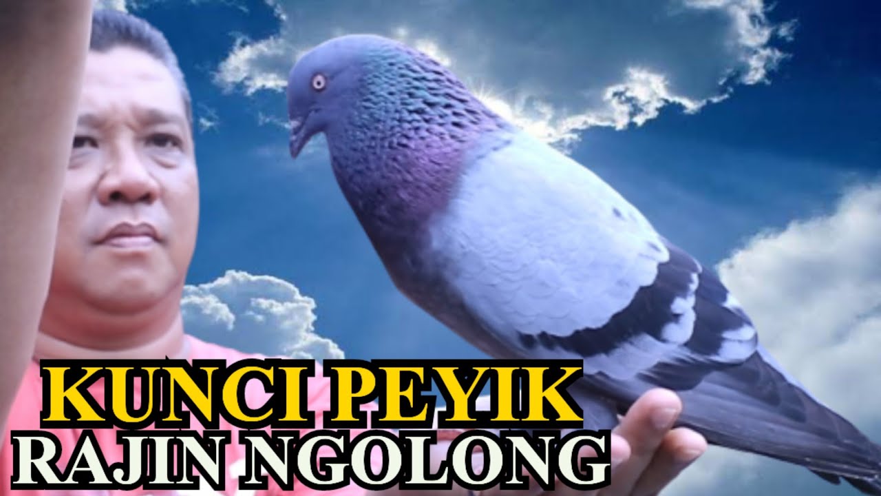 BEGINI CARA MELATIH BIAR PEYIKAN CEPET NGOLONG