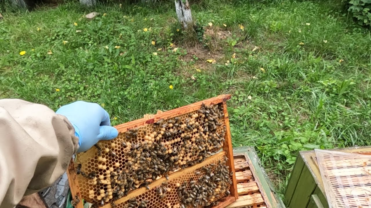 Pszczoły na plantacji rzodkwi oleistej. Zabieram ramki pracy i izoluję matki przed wymianą.