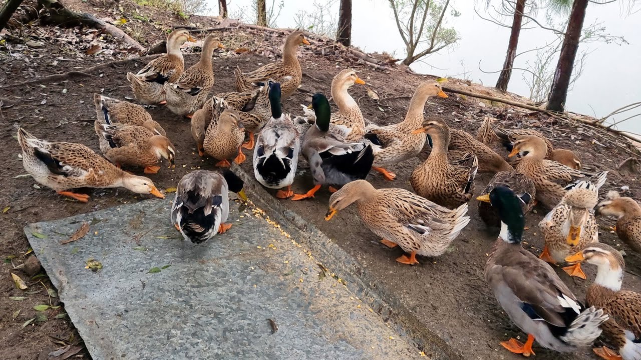 Alimentando a criação de marrecos Rouen que vivem junto com Gansos Sinaleiros