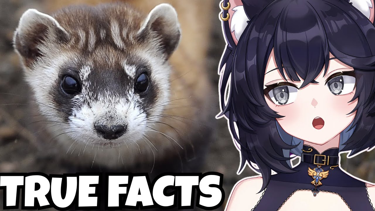 Биолог Vtuber РЕАКЦИЯ на реальные факты: Восстание КОТЯТЕЙ-ЗМЕИ (реакция Зе Франка)