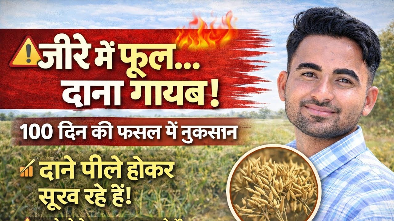 🚨 जीरे में फूल… दाना गायब! 100 दिन की फसल खतरे में 😱या⚠️ जीरे के दाने पीले होकर सूख रहे हैं? 
