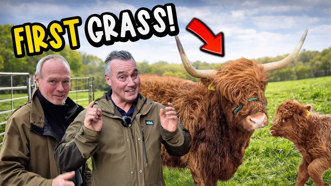 Шотландские коровы впервые в этом году пасутся на траве! 🐂