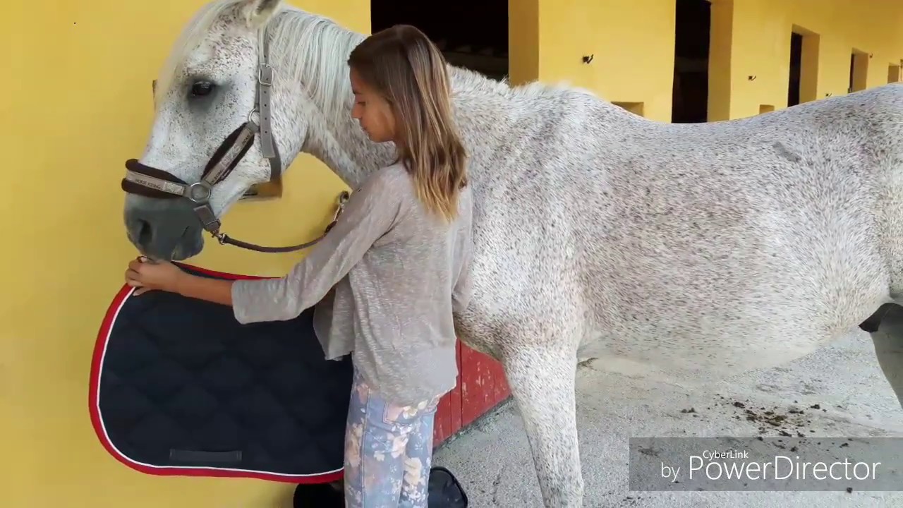 Tuto: seller et brider un cheval (facile)