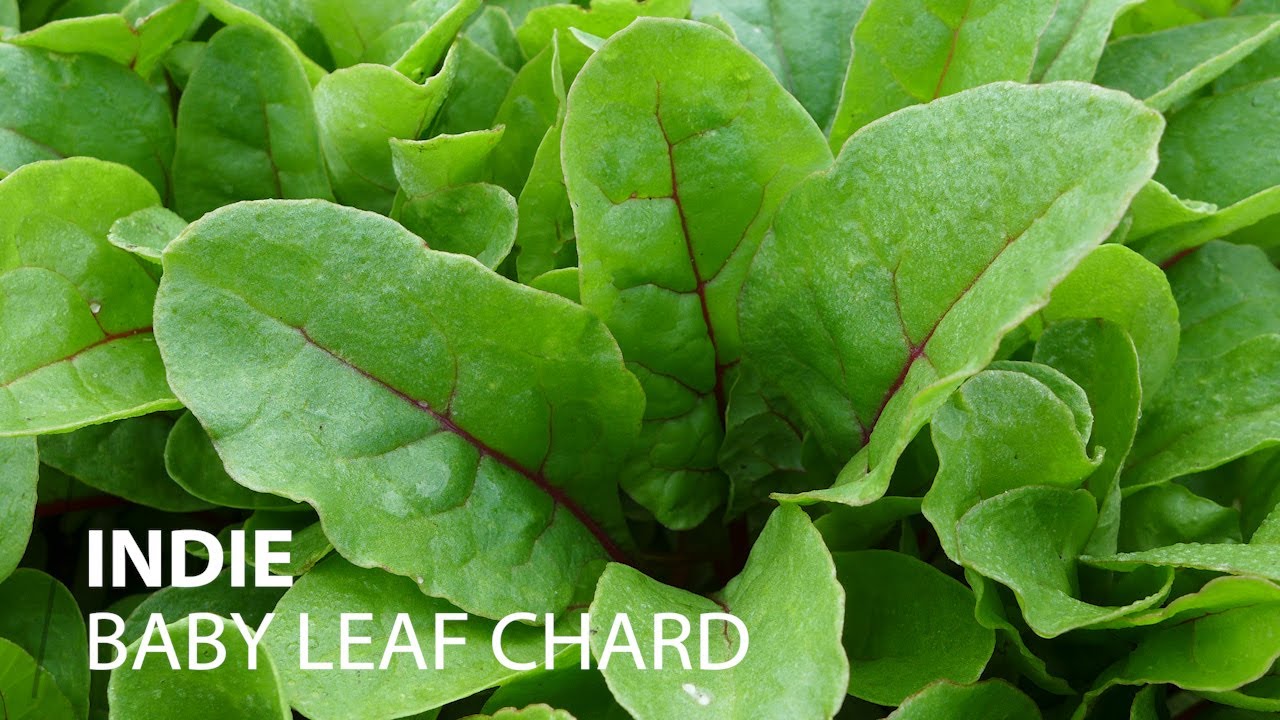 Fairbanks Seeds - Baby Leaf chard Indie