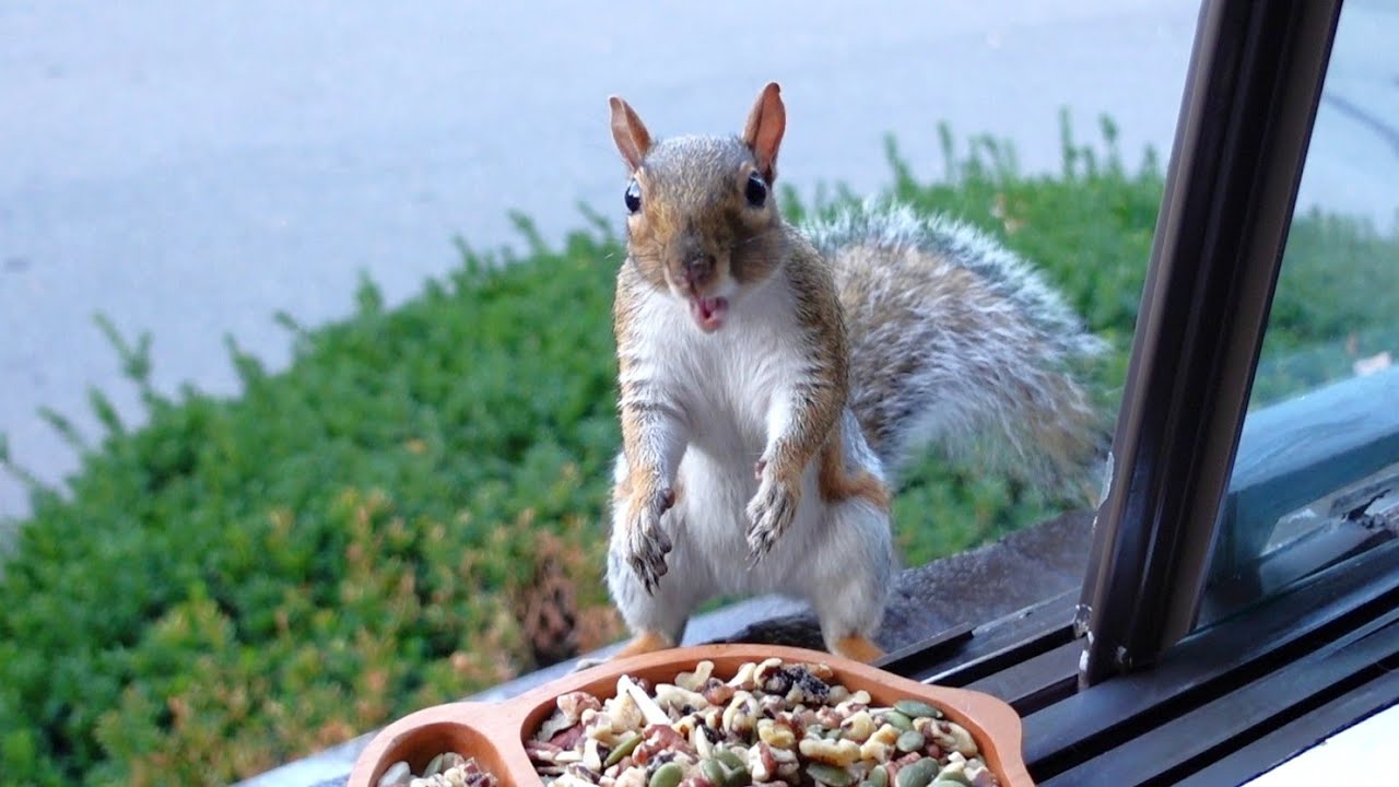Squirrels' reactions to seeing me up close for the first time