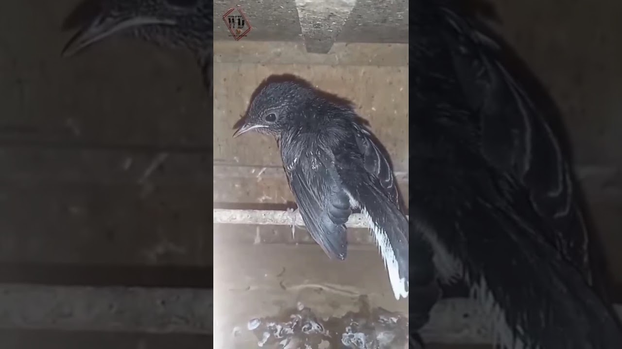 Burung Murai Trotol