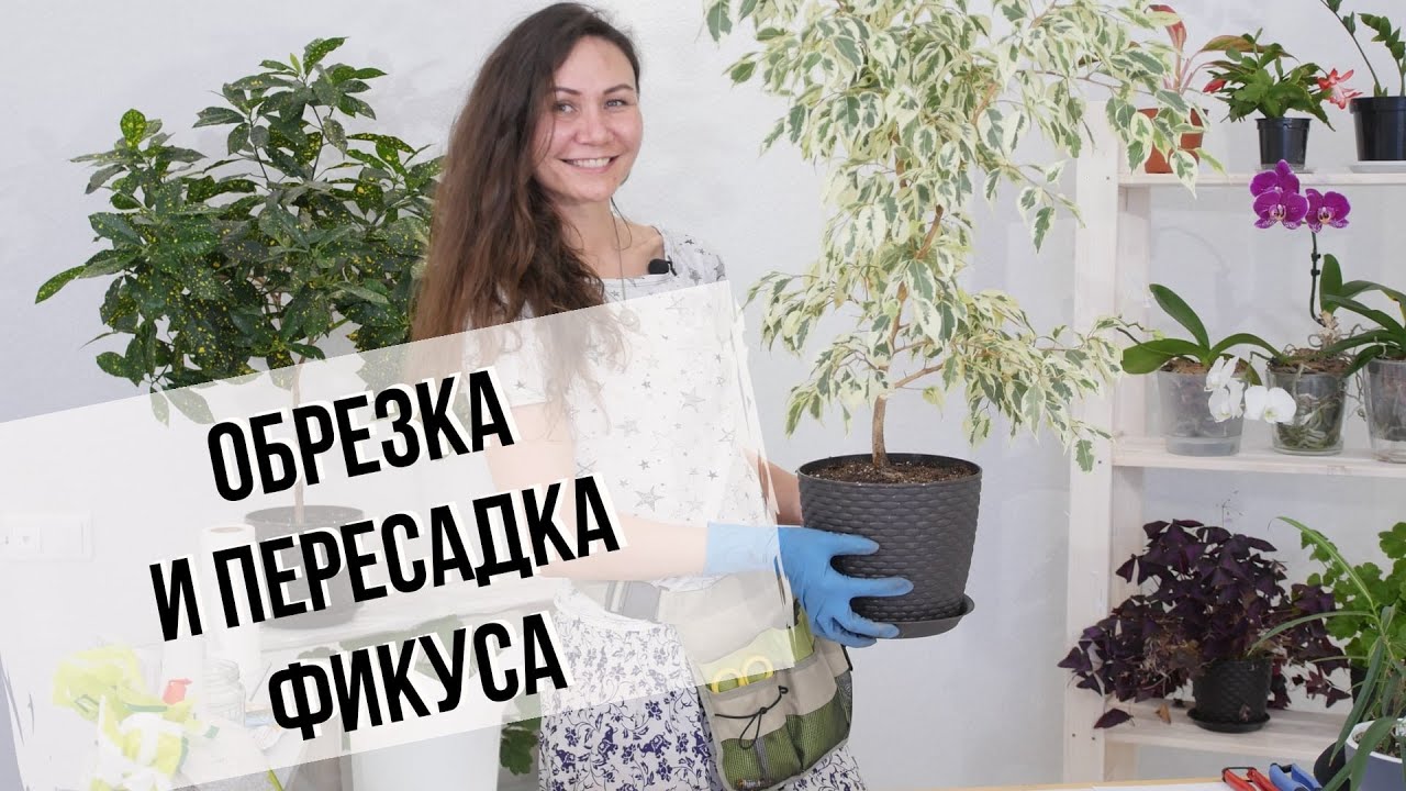 Фикус Бенджамина | Весенняя обрезка и пересадка