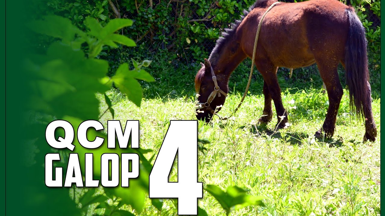 QCM GALOP 4 CAVALIER #2