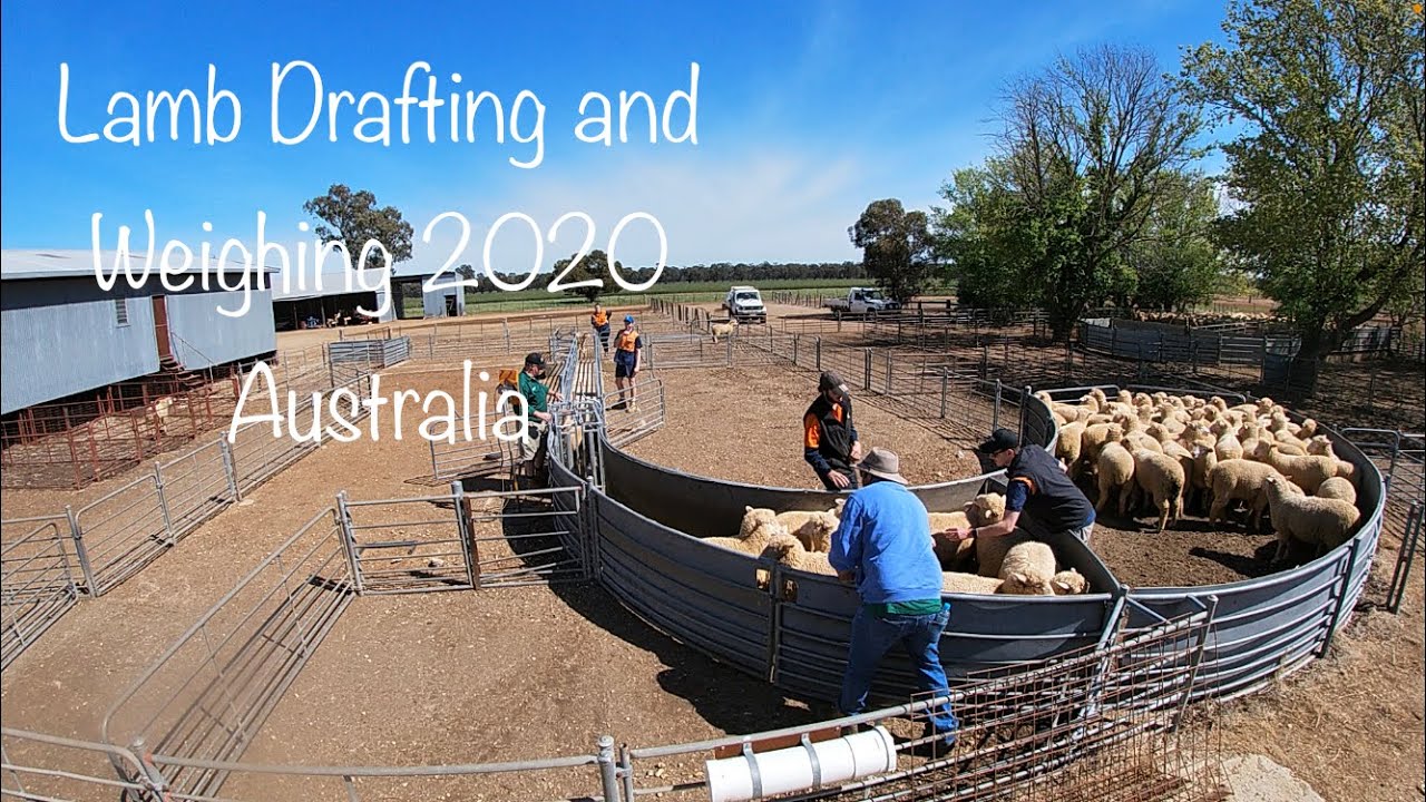 Lamb Drafting + Weighing Australia