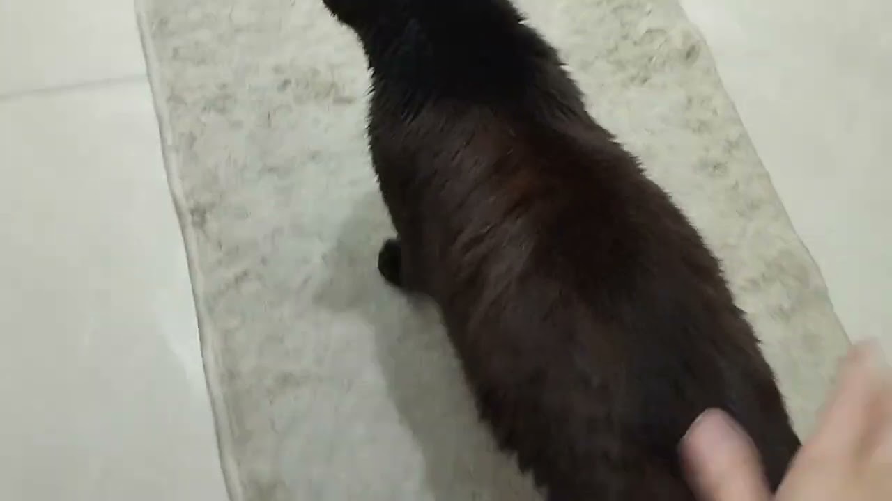A reação da gata Bella quando chego, com direito a toque de pata no final 