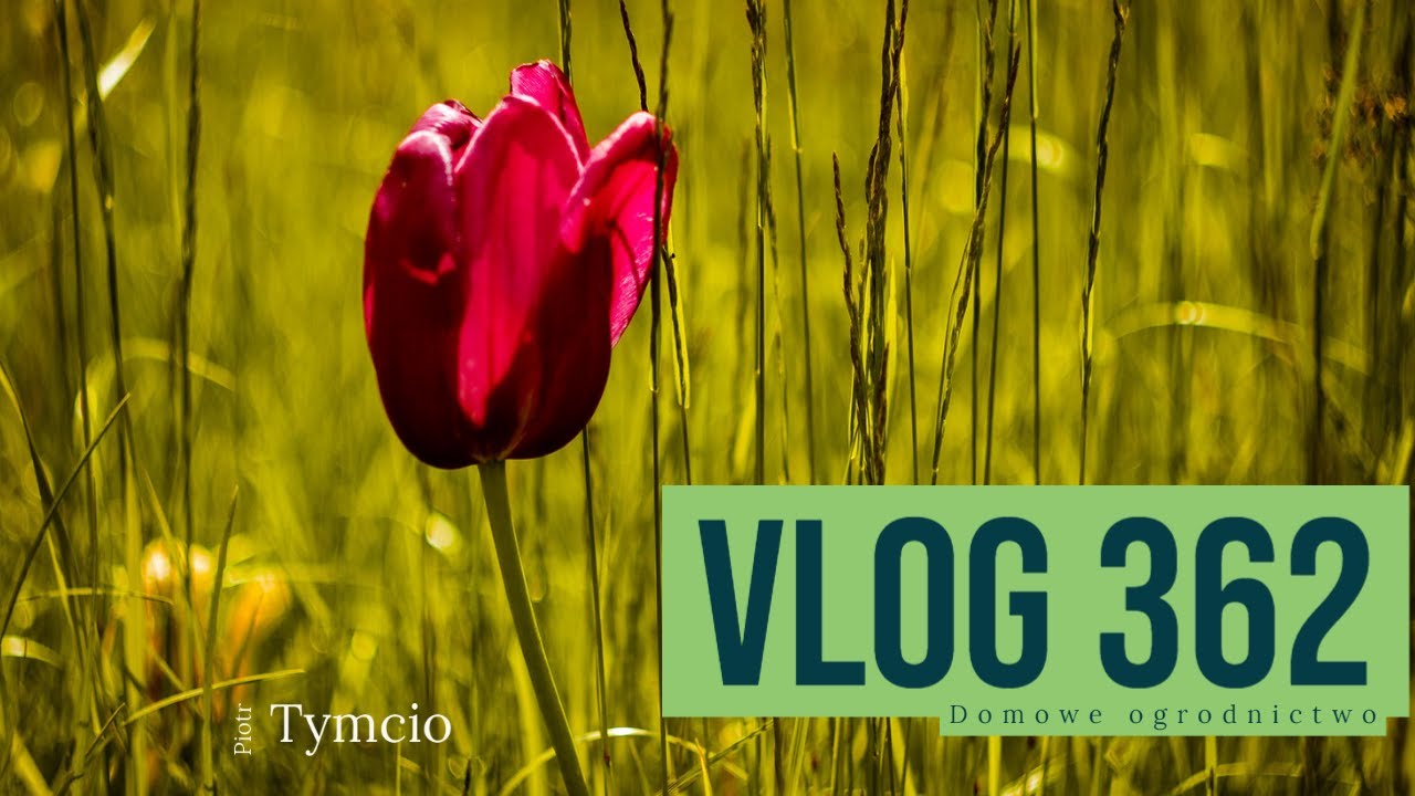 Vlog 362 - Domowe Ogrodnictwo
