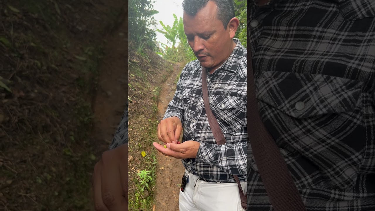 Así Sabe el Café Antes de Ser Café ☕🌱 