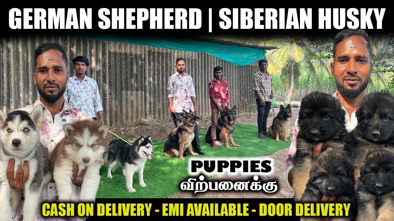 Puppies EMIல தராங்க.! Cute ஆன German Shepherd | Siberian Husky | Coimbatore Yuva Kennel