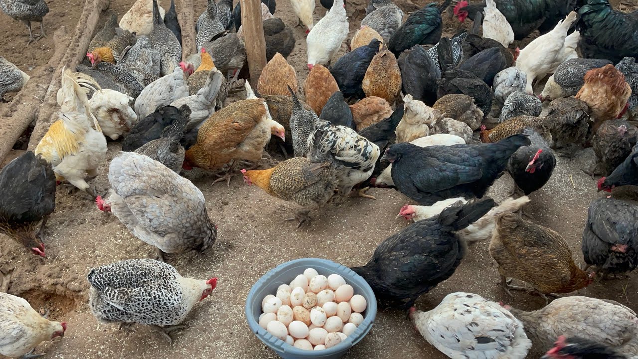 شاهد حصيلة البيض للدجاج خليط السلالات ماشاءالله حصيلة ممتازة اللهم بارك #farming #viral #viralvideo 