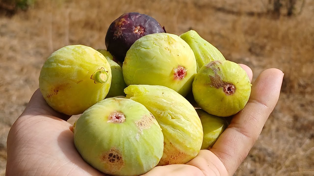 اغزر اوبلوط بعيون ابنائها Ighzer Ouvlout Ait Maouche Bejaia