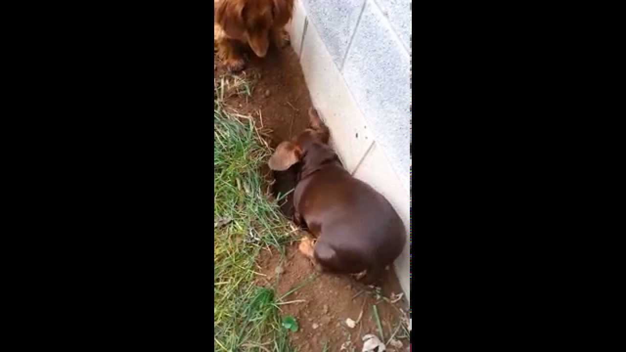 Dachshund team hunts and kills mole.