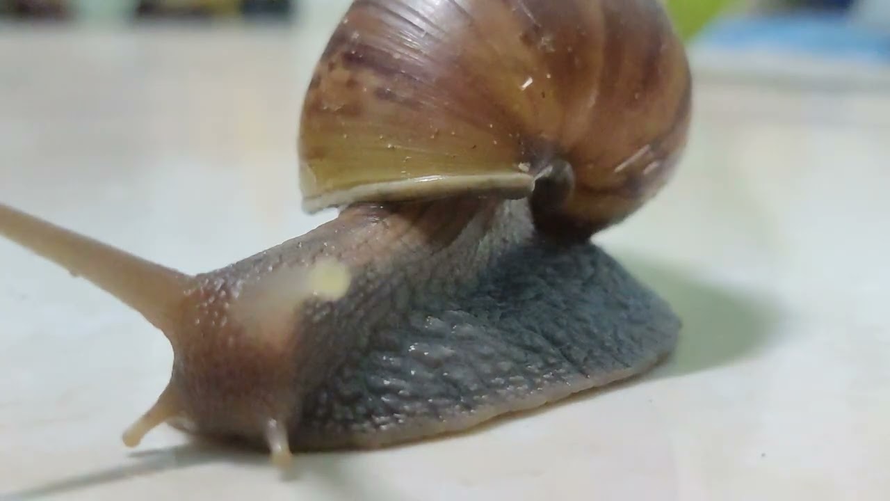 Con Ốc S&ecirc;n - Con Ốc Ma - Snail - Ghost Snail