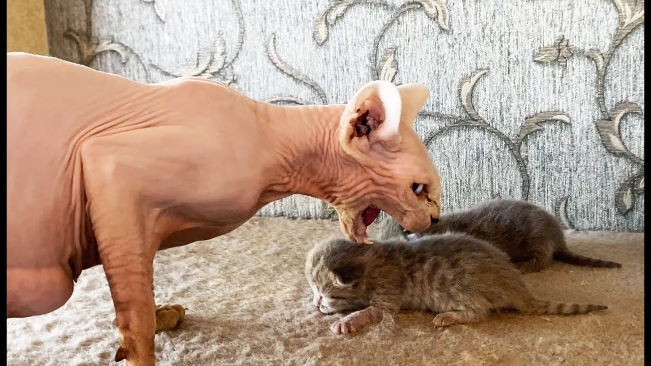 Примет ли кошка чужих котят, потерявшая своих новорожденных котят