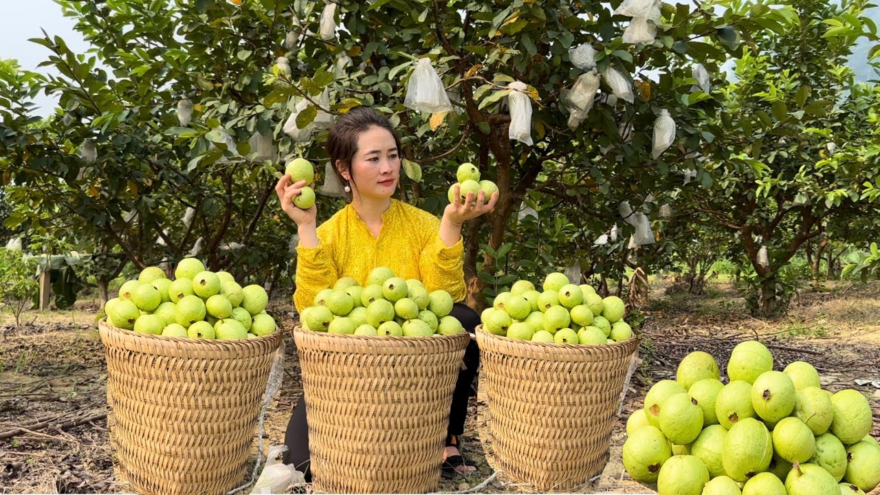 Harvesting Guava Bring  to the market to sell | Pet care | gardening, Vàng Hoa