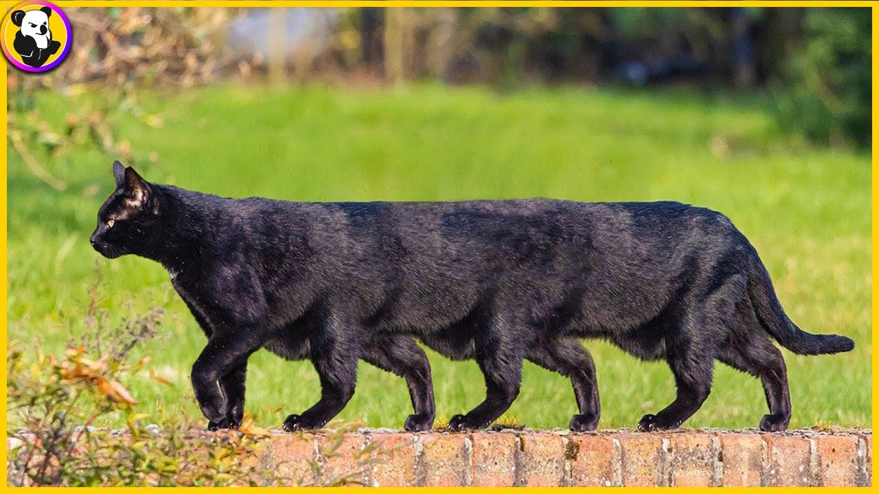 15 Abnormally STRANGE Cats You Have Never Seen Before !!!