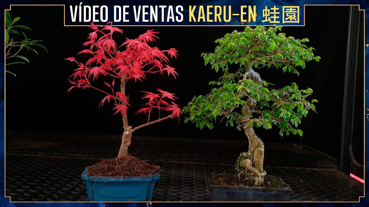 Nuevos Bonsais a la venta Y TE VAN A GUSTAR!
