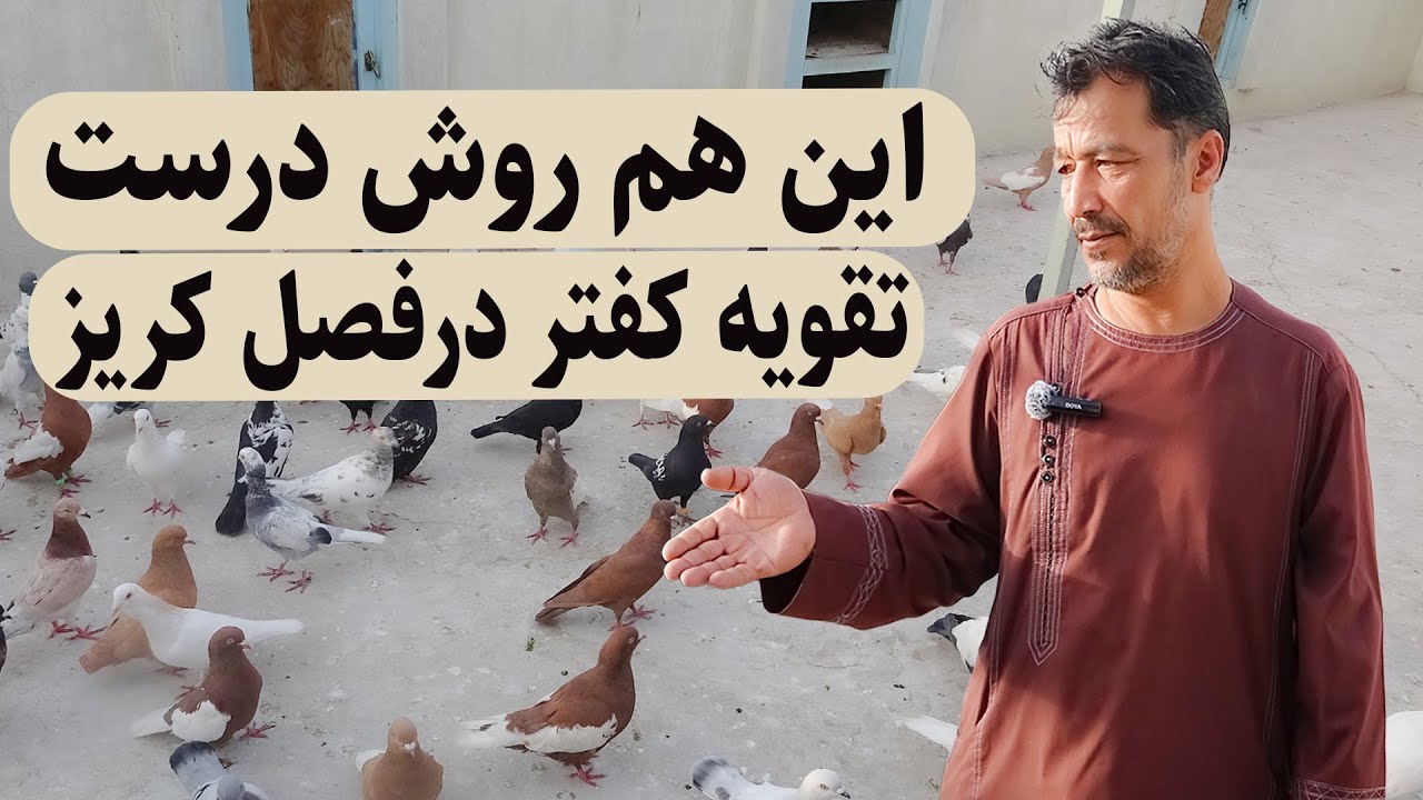 0314 / این هم روش درست تقویه کفتر در فصل کریز / Afghan Shawqi