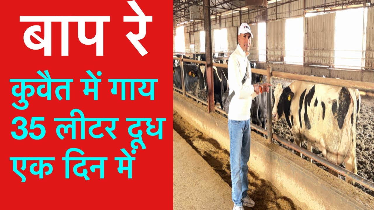 Cow Farm in Kuwait 🇰🇼 कुवैत मजरा में पशुपालन 