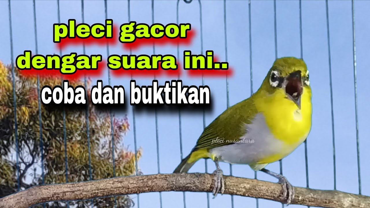 Suara Burung Pleci Gacor Ngalas,Terbaik Untuk Menaikan Emosi Pleci,Pancingan Pleci Bustomi Gacor