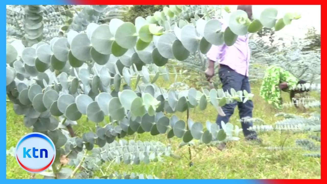Bomet farmers strike gold with Baby Blue herb farming