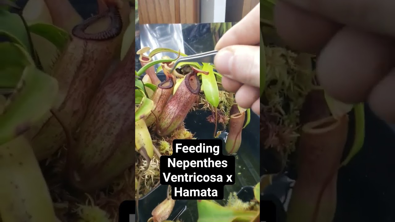 Feeding Nepenthes Ventricosa x Hamata #carnivorousplants #nature #plants #houseplants